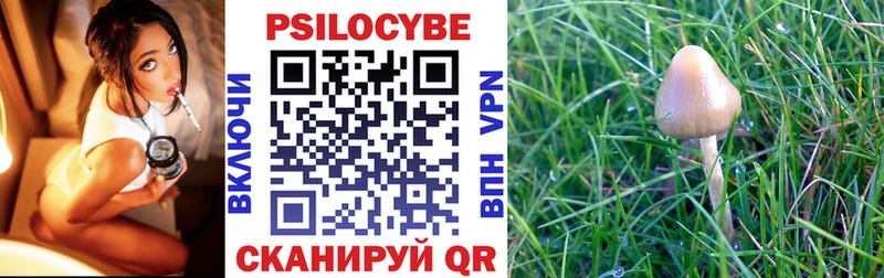 где купить   Хадыженск  Псилоцибиновые грибы Psilocybe 